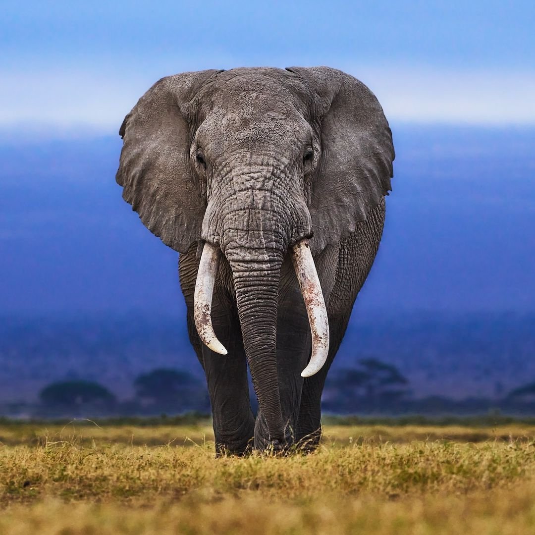 The Unexpected Inspiration Came From An Animal Famous For Its Memory